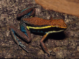 Ameerega cainarachi (Cainarachi Poison Frog)