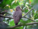 Bostrychia bocagei (Dwarf Olive Ibis)
