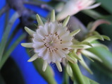 Bruguiera hainesii (Eye of the Crocodile)