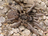 Ceratogyrus paulseni (Baboon Spider)