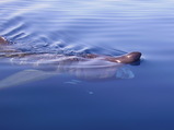 Cetorhinus maximus (Basking Shark)