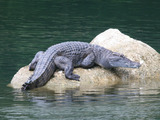 Crocodylus mindorensis (Philippine Crocodile)