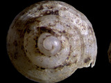 Cyathopoma picardense