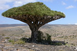 Dracaena cinnabari (Dragon's Blood Tree)