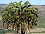 Encephalartos latifrons (Albany Cycad)
