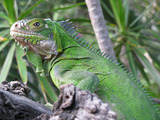 Iguana delicatissima (Lesser Antillean Iguana)