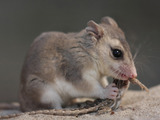 Lestodelphys halli (Patagonian Opossum)