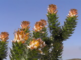 Mimetes stokoei (Mace Pagoda)