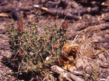 Opuntia chaffeyi