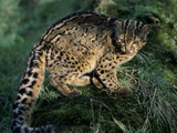 Pardofelis marmorata (Marbled Cat)