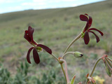 Pelargonium sidoides (South African Geranium)