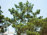 Pinus rzedowskii (Rzedowski's Pine)