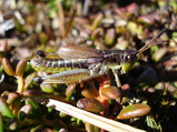 Podismopsis styriaca (Styrian Golden Grasshopper)