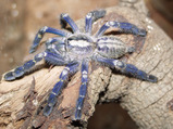 Poecilotheria metallica (Peacock Parachute Spider)