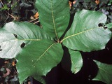 Quercus hintonii (Hinton