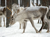 Rangifer tarandus (Reindeer)